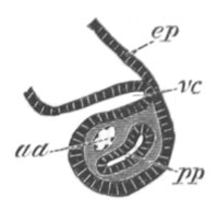 Illustration: Figure 328