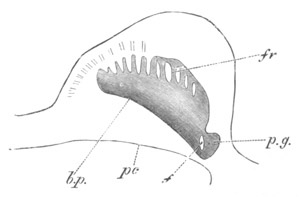 Illustration: Figure 344