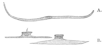 Illustration: Figure 376