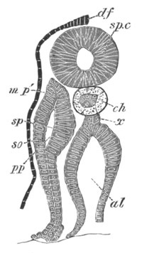 Illustration: Figure 412