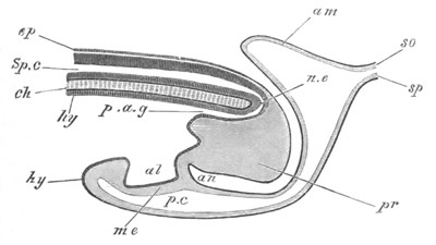 Illustration: Figure 429