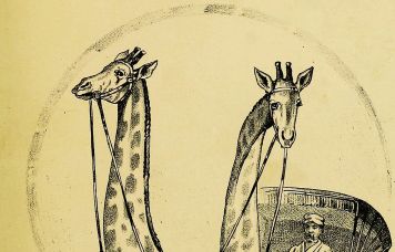 giraffes