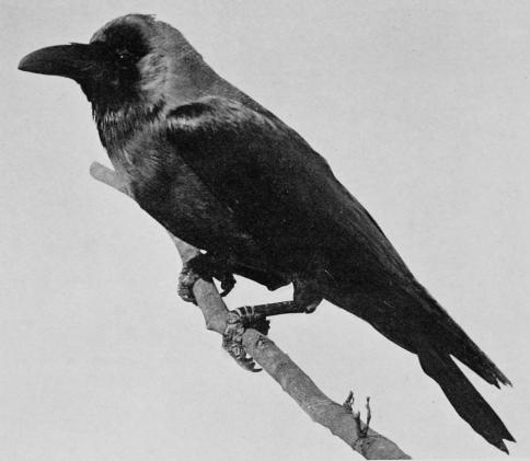 THE GREY-NECKED CROW. (CORVUS SPLENDENS)