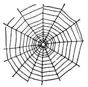 spider web