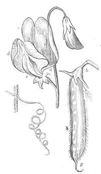 Fig. 13.—Flower, pod, and tendril, of
the Sweet-pea.