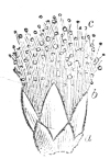 Fig. 16.—Flower
of Acacia magnified.