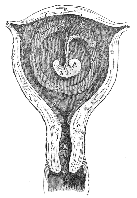 Section
of the Uterus