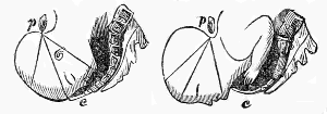 rotation of the head