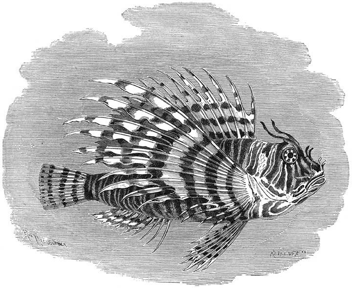 Kalkoenvisch (Pterois volitans). ½ v. d. ware grootte.