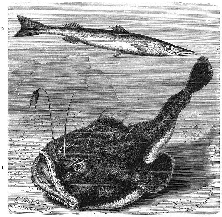 1) Zeeduivel (Lophius piscatorius), 2) Barracoeda (Sphyraena vulgaris). ​1⁄12​ v. d. ware grootte.