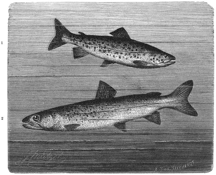 1) Meerforel (Salmo lacustris). ​1⁄10​ v. d. ware grootte.—2) Donau-zalm (Salmo hucho). ​1⁄15​ v. d. ware grootte.