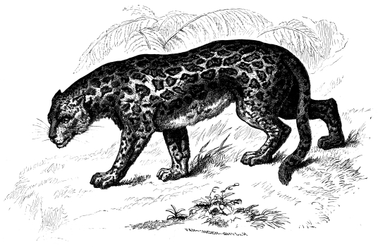 Image unavailable: THE JAGUAR.