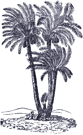 date palms