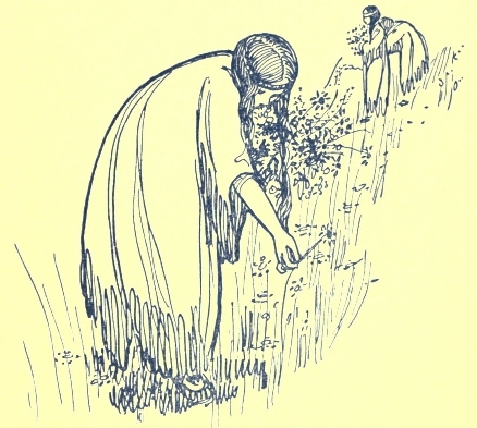 picking flowers