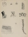 Plate 3 depicts Figures 23, 24, 25, 26, 27, 28, 29, 30, 31 and 32.