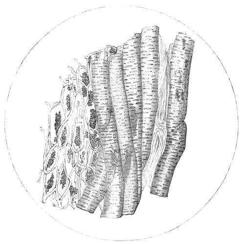 Plate 10.

Fragment of Roasted Chicory.