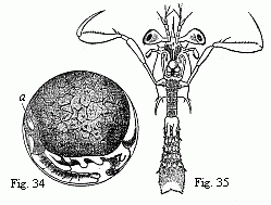 Fig. 34. Embryo of a Squilla, magnified. <i>a.</i> heart. Fig. 35. Older larva (Zoëa) of a Stomapod, magnified.