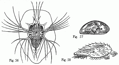 (Fig. 56. Nauplius of Sacculina purpurea, shortly before the second moult, magnified 180 diam. We may recognise in the first pair of feet the future adherent feet, and in the abdomen six pairs of natatory feet with long setæ. Fig. 57. Pupa of a Balanide (Chthamalus ?), magnified. The adherent feet are retracted within the rather opaque anterior part of the shell. Fig. 58. Pupa of Sacculina purpurea, magnified. The filaments on the adherent feet may be the commencements of the future roots.