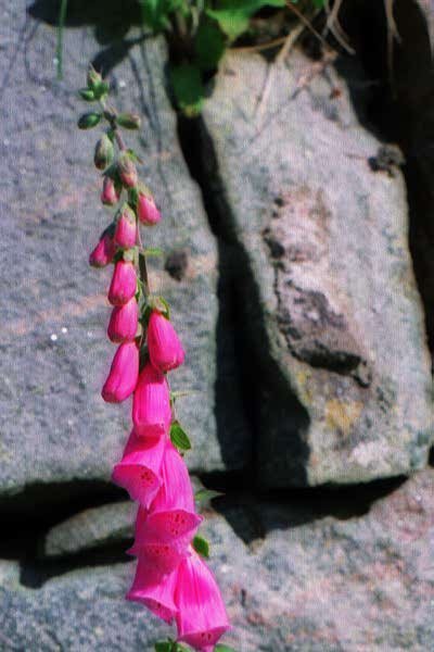 Red digitalis