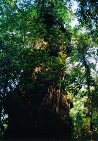 屋久島写真