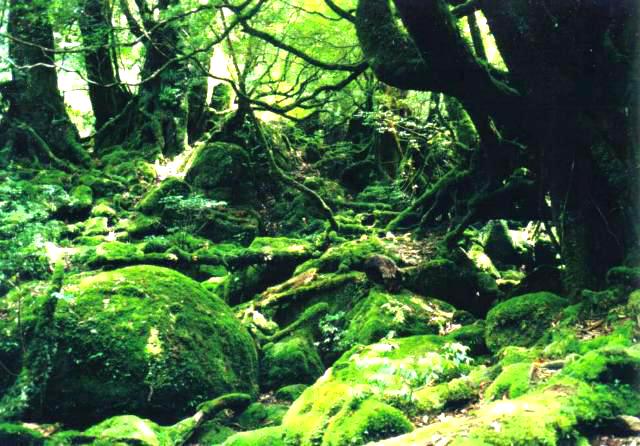 屋久島写真